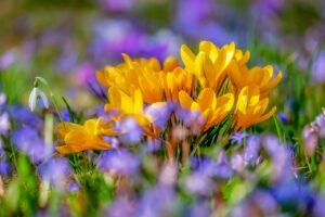 Salamandras-Blog-flower-.jpg